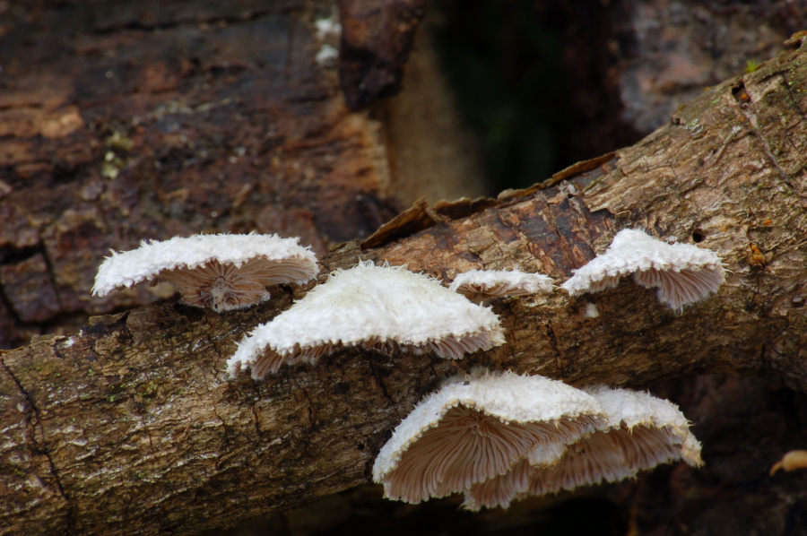 Schizophyllum commune